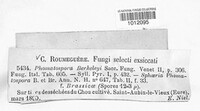 Phomatospora berkeleyi image